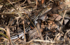 Aspidoscelis hyperythrus beldingi