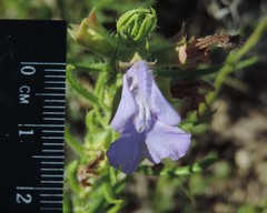 Salvia engelmannii