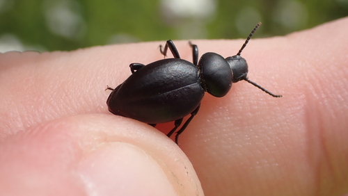 Tentyria mucronata