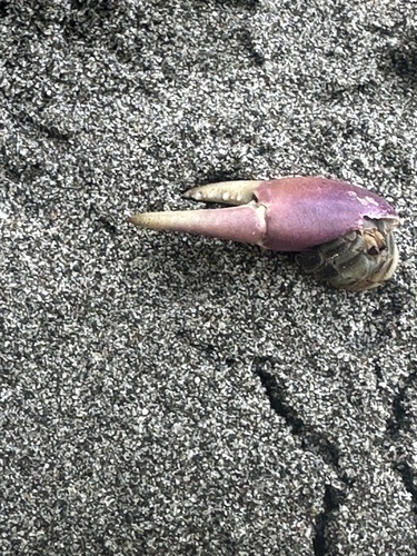 Ecuadorian Hermit Crab