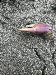 Ecuadorian Hermit Crab