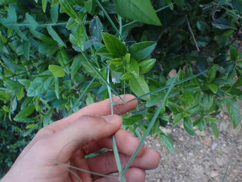 Image of Lathyrus setifolius by (c) Franck Cabot, some rights reserved (CC BY)