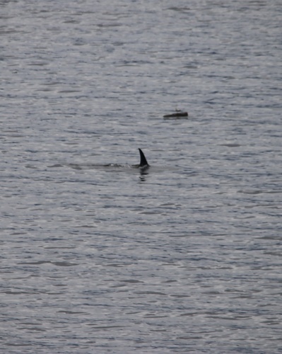 Orca