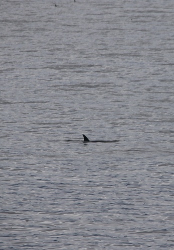 Orca