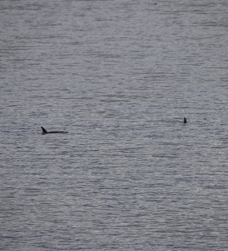 Orca