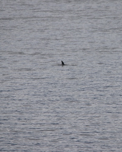 Orca