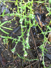 Plagiobothrys bracteatus