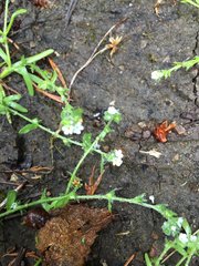 Plagiobothrys bracteatus