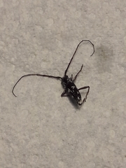 Elaphidion irroratum