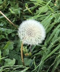 Taraxacum