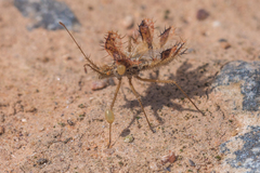 Phyllomorpha laciniata