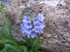 Polemonium viscosum