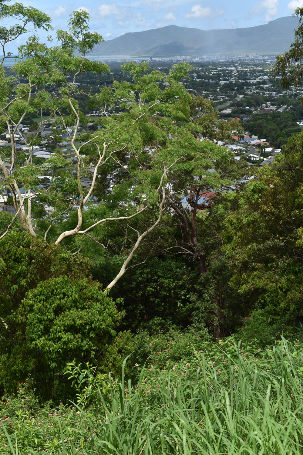 Imagem de Albizia