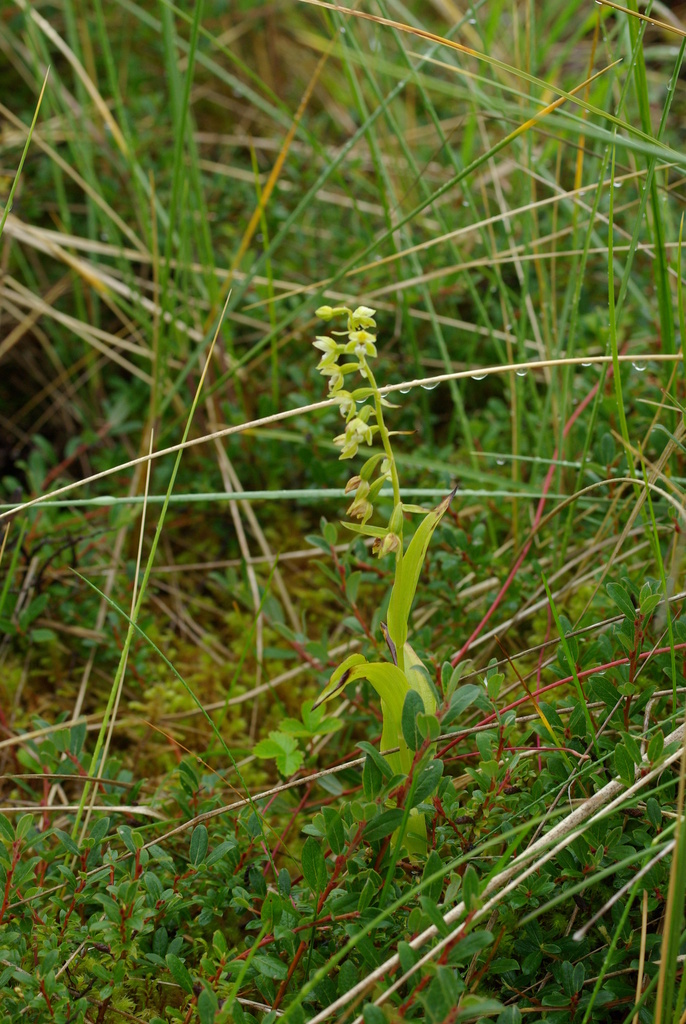 Epipactis dunensis