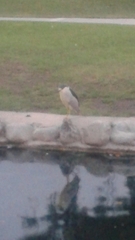 Nycticorax nycticorax