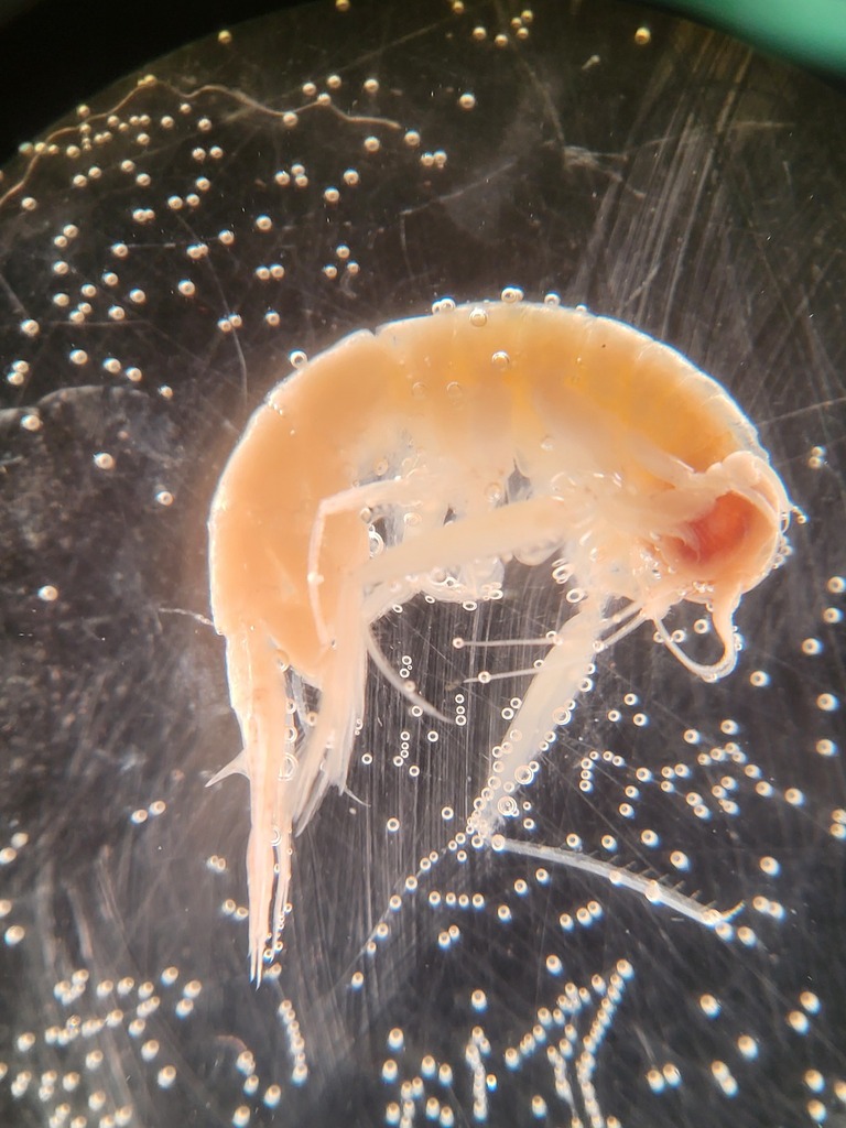Themisto libellula