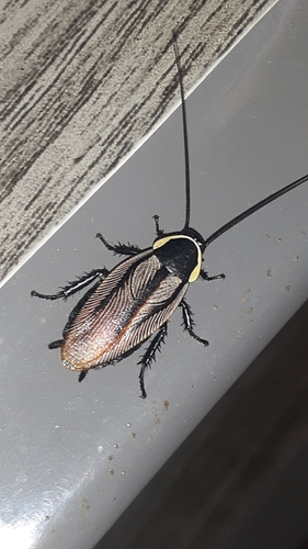 Pseudischnoptera nigrofasciata