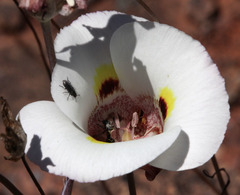 Calochortus superbus