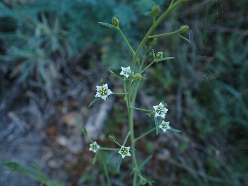 Image of Thesium divaricatum by (c) Franck Cabot, some rights reserved (CC BY)