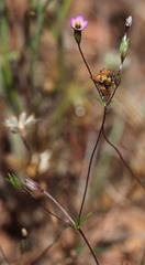 Polemoniaceae