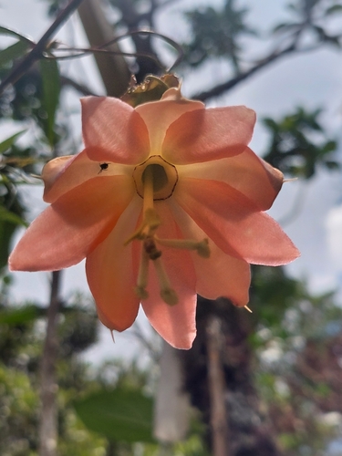 Passiflora jardinensis, photograph 2