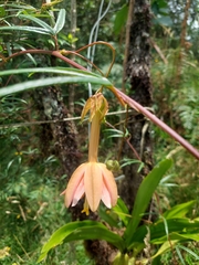 Daniel Mesa, CC BY, iNaturalist via GBIF Passiflora jardinensis, photograph Daniel Mesa, CC BY, iNaturalist via GBIF