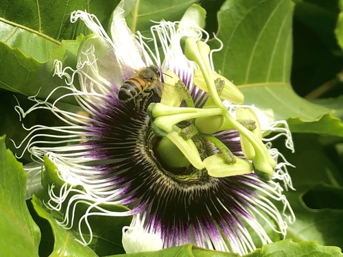 photo of Western Honey Bee (Apis mellifera)