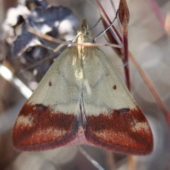Pyrausta semirubralis