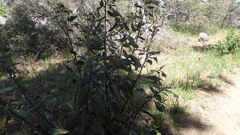 Frangula californica californica