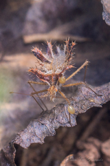 Phyllomorpha laciniata