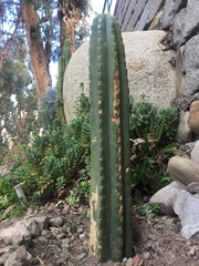 Trichocereus bridgesii