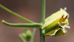 Streptanthus polygaloides