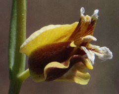 Streptanthus polygaloides