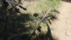 Frangula californica californica