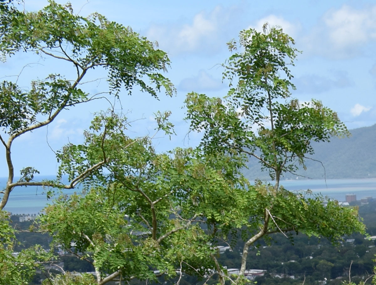 Imagem de Albizia