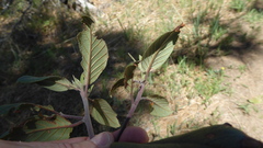 Frangula californica californica