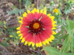 Gaillardia × grandiflora