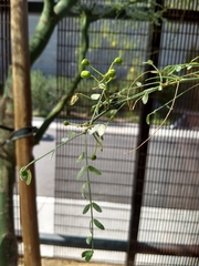 Parkinsonia