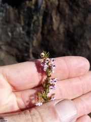 Erica paniculata