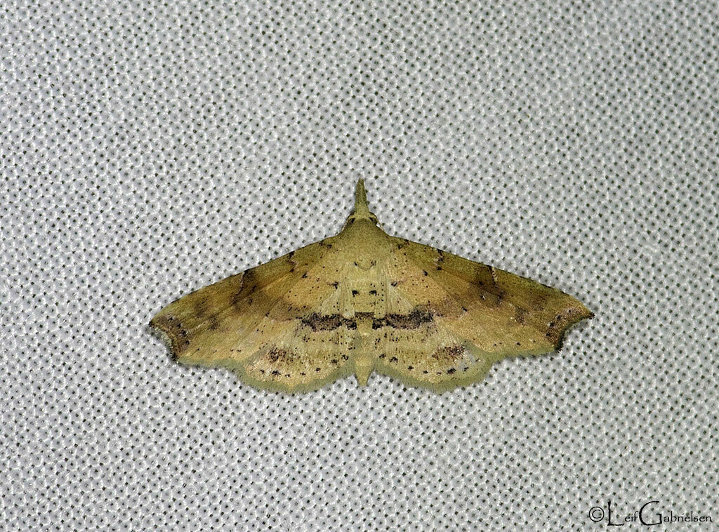 Hypenagonia vexataria
