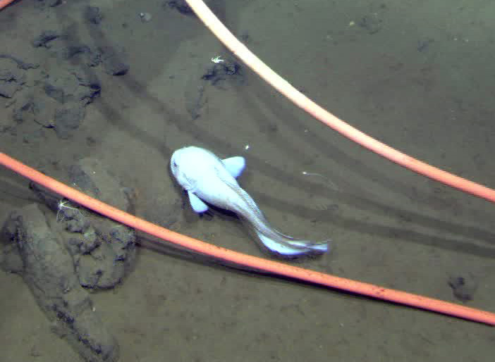 Abyssal Snailfishes