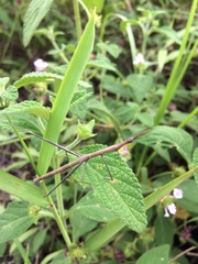 Microcoema acuminata