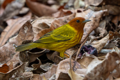 Setophaga petechia image