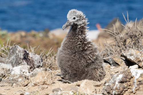 Laysan Albatross