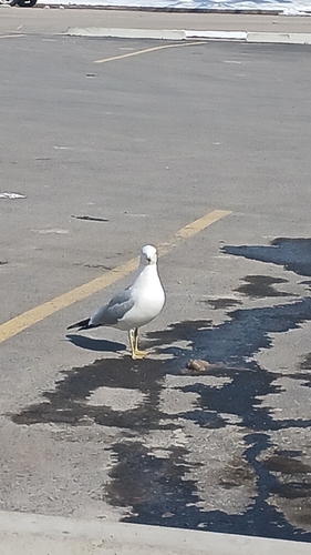 Ring-billed Gull photographed in Montana