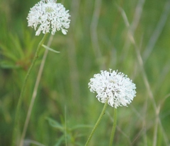 Marshallia caespitosa