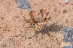 Phyllomorpha laciniata