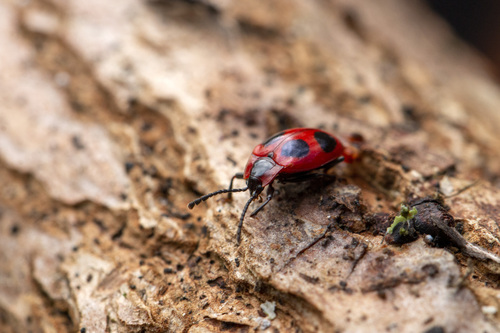 Photo of False Ladybird (Endomychus coccineus)