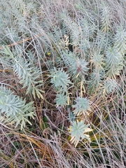 Euphorbia glauca