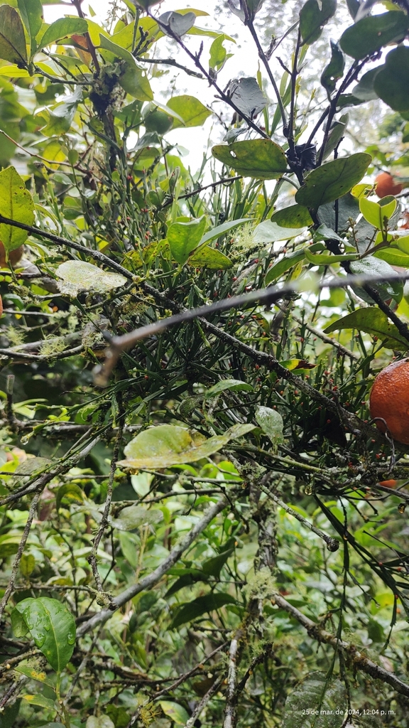Phthirusa hutchisonii